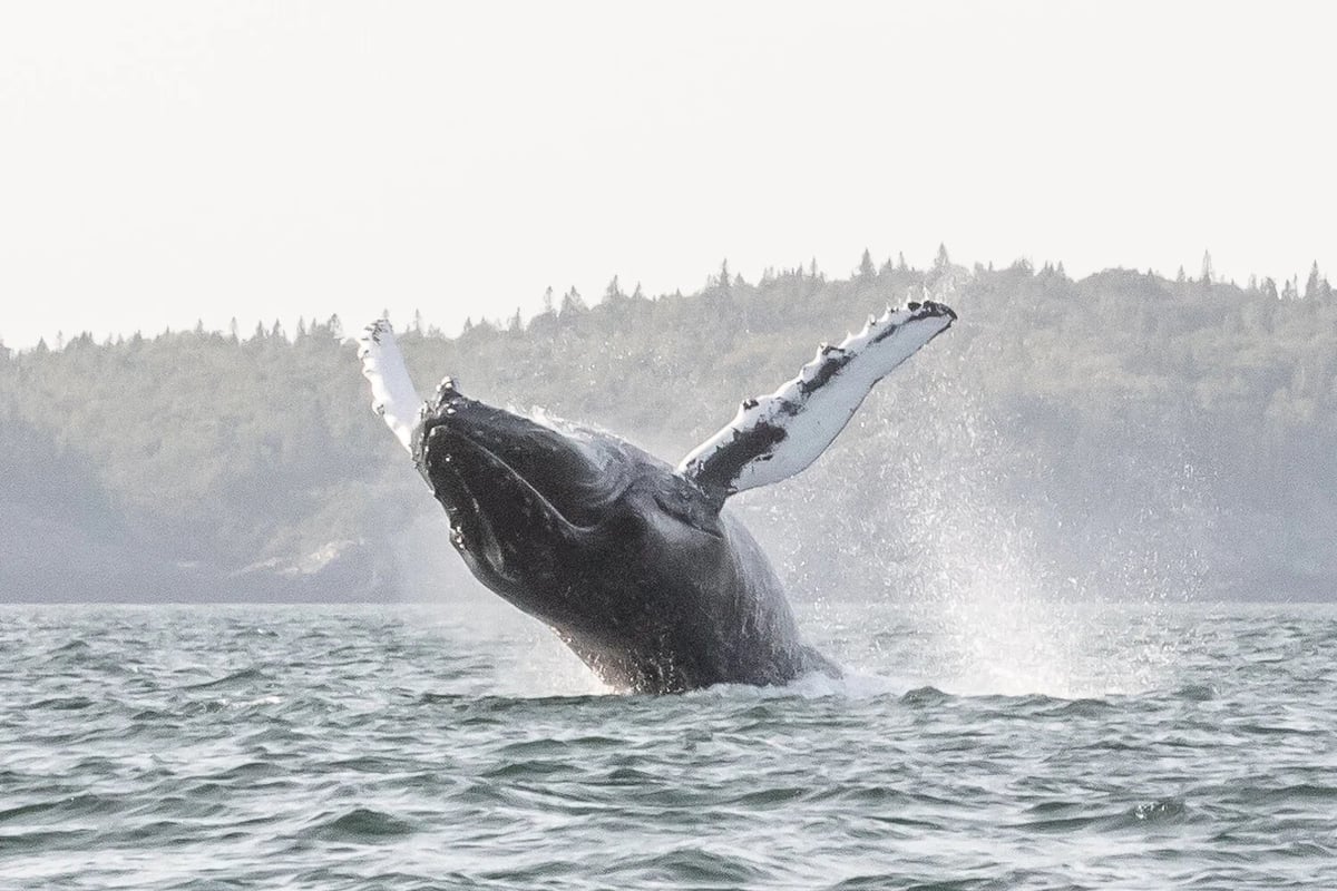 Humpback whale breaching out of the ocean water with forested coastline in the background